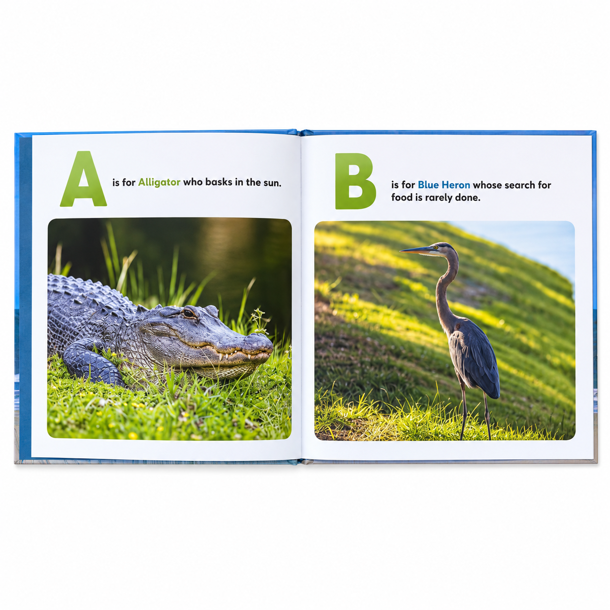 The ABC's of Hilton Head Island Book